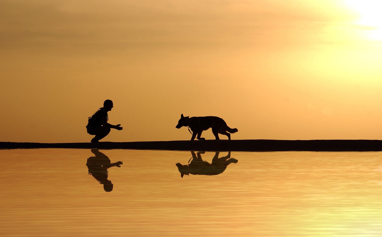 Hund und Mensch nähern sich an einem Wasser im Sonnenuntergang an.